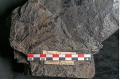 Foto (Detailansicht) von Palissya podocarpoides Ettingshausen (NHMW-GEO-2024-0188-10308)